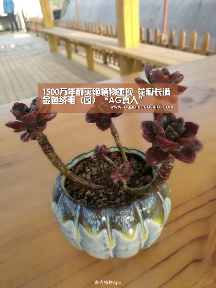 AG稳定